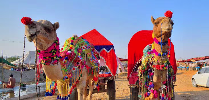 Experience the Pushkar Camel Fair